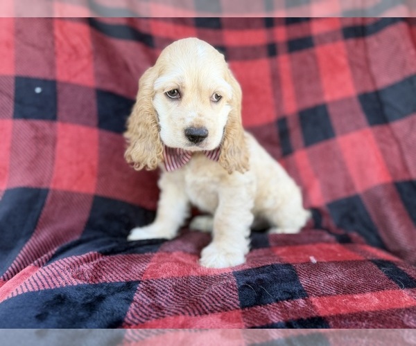 Medium Photo #2 Cocker Spaniel Puppy For Sale in LAKELAND, FL, USA