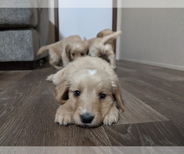 Medium Photo #12 Golden Retriever Puppy For Sale in SPENCER, TN, USA
