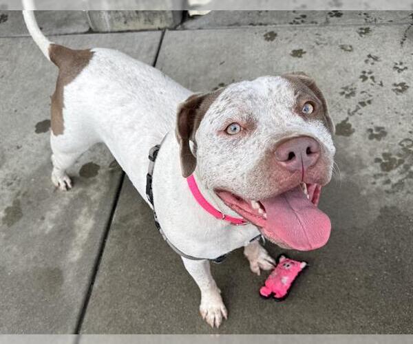 Medium Photo #2 American Pit Bull Terrier-Bullmastiff Mix Puppy For Sale in Berkeley , CA, USA