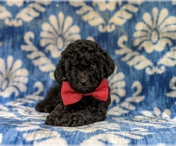Medium Photo #8 Poodle (Toy) Puppy For Sale in QUARRYVILLE, PA, USA