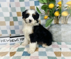 Bernedoodle (Miniature) Puppy for sale in FRANKLIN, IN, USA