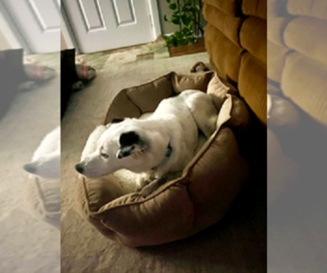 Spot - Senior Girl - Female Jack Russell Terrier-Unknown Mix Dog for Adoption - Photo #3