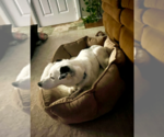 Small Photo #3 Jack Russell Terrier-Unknown Mix Puppy For Sale in Rootstown, OH, USA