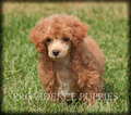 Small Photo #11 Poodle (Miniature) Puppy For Sale in COPPOCK, IA, USA