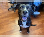 Small #1 American Pit Bull Terrier