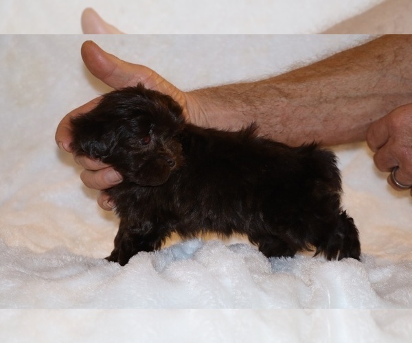 Medium Photo #11 ShihPoo Puppy For Sale in DYERSBURG, TN, USA
