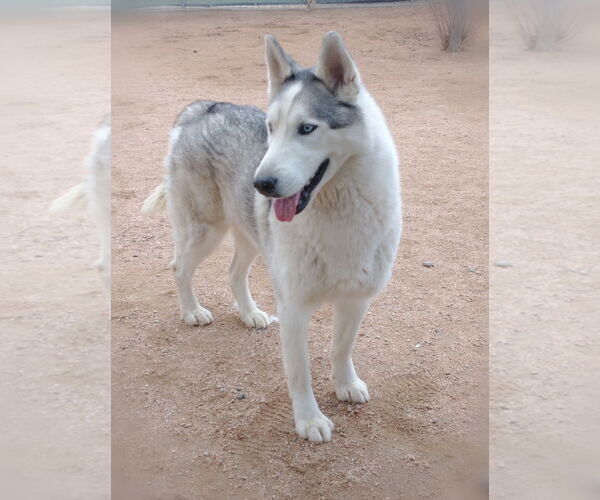 Medium Photo #3 Siberian Husky Puppy For Sale in Apple Valley, CA, USA