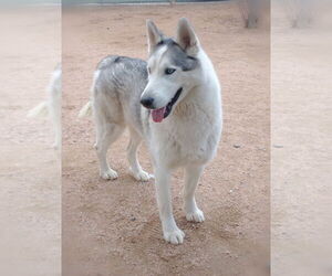 Lobo - - Male Siberian Husky Dog for Adoption - Photo #3