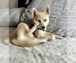 Small Photo #28 Pomsky Puppy For Sale in LOVELAND, CO, USA