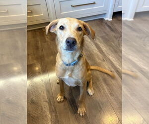 Labrador Retriever-Unknown Mix Dogs for adoption in Boston, MA, USA