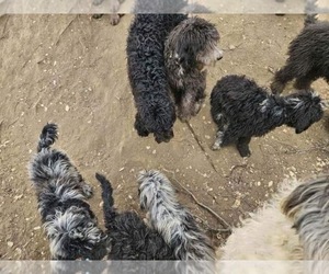 Sheepadoodle Puppy for sale in GRANTS PASS, OR, USA
