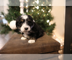 Bernedoodle-Poodle (Miniature) Mix Puppy for sale in GOSHEN, IN, USA
