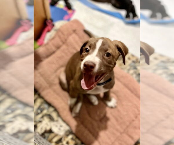 Medium Photo #17 American Staffordshire Terrier-Labrador Retriever Mix Puppy For Sale in Dana Point, CA, USA