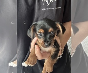 Chorkiepoo Puppy for sale in VIRGINIA BEACH, VA, USA