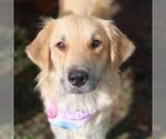 Small Great Pyrenees Mix