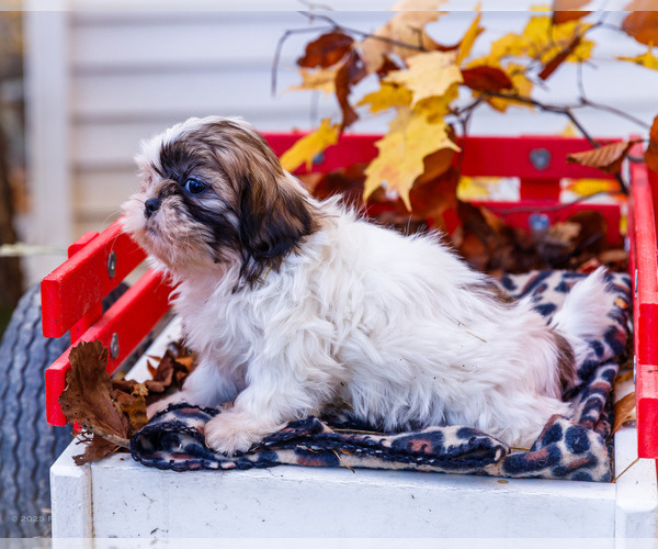 Medium Photo #4 Shih Tzu Puppy For Sale in WAKARUSA, IN, USA