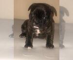 Small Photo #7 French Bulldog Puppy For Sale in KENDALL, FL, USA