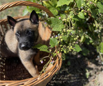 Small #6 Belgian Malinois