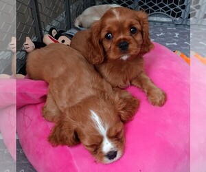 Cavalier King Charles Spaniel Litter for sale in FLORENCE, KY, USA