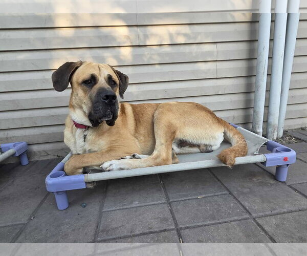 Medium Photo #4  Puppy For Sale in , 