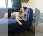 Small Jack Russell Terrier Mix