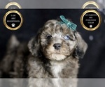 Small Photo #70 Poodle (Toy) Puppy For Sale in WARSAW, IN, USA