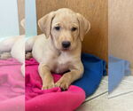 Small #4 Labrador Retriever Mix
