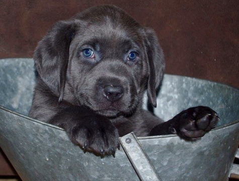 Medium Photo #11 Labrador Retriever Puppy For Sale in FOUNTAIN, CO, USA