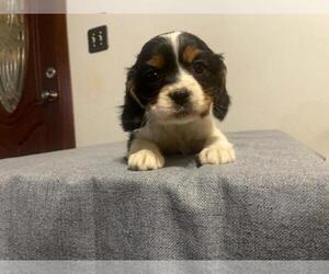 Cavalier King Charles Spaniel Puppy for sale in SPARTA, TN, USA