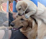 Small #2 Labrador Retriever
