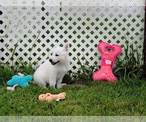 German Shepherd Dog Litter for sale in CECILIA, KY, USA
