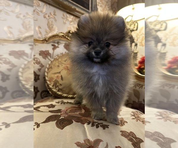 Medium Photo #3 Pomeranian Puppy For Sale in ARNOLD, MD, USA