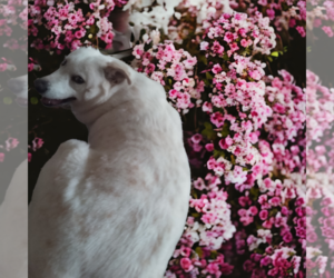 - Mix Dogs for adoption in Orange Grove, TX, USA