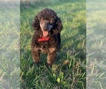 Small Photo #1 Whoodle (Miniature) Puppy For Sale in DOSS, MO, USA