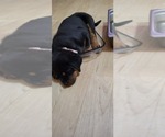Small #2 Rottweiler