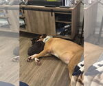 Small #1 Boxer Mix