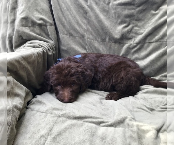 Medium Photo #2 Labradoodle Puppy For Sale in COLCHESTER, CT, USA