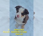 Puppy Yellow Collar Border Collie