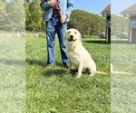 Small Photo #1 Labrador Retriever Puppy For Sale in NEOLA, WV, USA