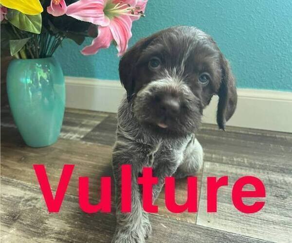 Medium Photo #1 Wirehaired Pointing Griffon Puppy For Sale in CALDWELL, ID, USA