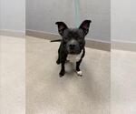 Small Mutt