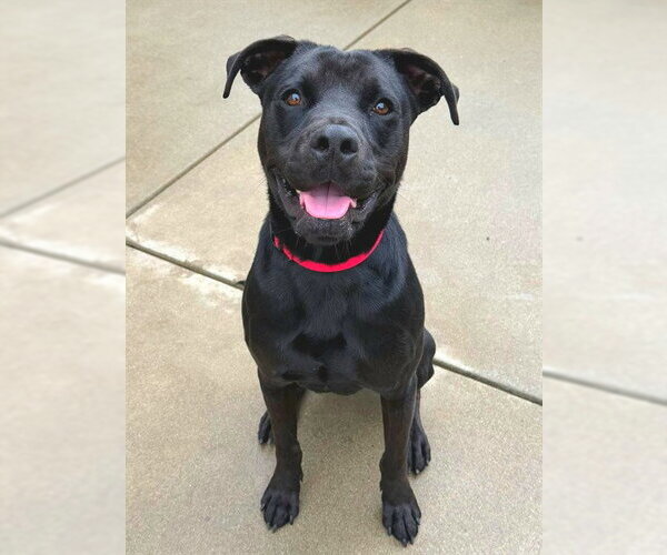 Medium Photo #1 Labrador Retriever-Unknown Mix Puppy For Sale in Sacramento, CA, USA