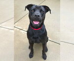 Small Labrador Retriever Mix