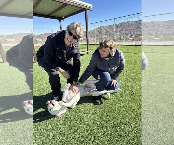Medium Photo #9 Argentinian Mastiff-Unknown Mix Puppy For Sale in Williamsburg, NM, USA
