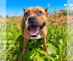 Small #3 American Pit Bull Terrier