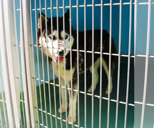 Siberian Husky Dogs for adoption in Pasadena, CA, USA