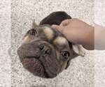 Small #1 French Bulldog