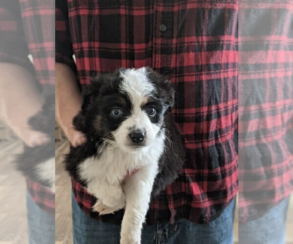 Medium Photo #2 Australian Shepherd-Poodle (Toy) Mix Puppy For Sale in SPENCER, TN, USA