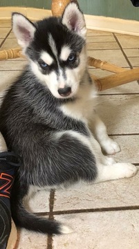 Medium Photo #1 Siberian Husky Puppy For Sale in MOORE, SC, USA