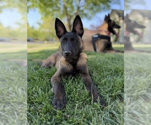 Mother of the Belgian Malinois puppies born on 04/19/2026